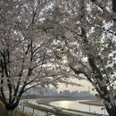 송정길 | [성수] 성수동 주민이 추천하는 벚꽃 명소 - 송정제방길 벚꽃