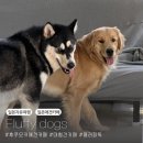 러버독 | [일본 후쿠오카여행] ㅣ 후쿠오카 대형견 러버들을 위한 애견카페 플러피독 후기, 예약방법