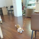 플래트 이미지