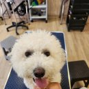 안다 펫살롱 이미지