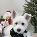 멍나들이 | 화이트테리어 운동장 나들이(멍스퀘어 김포), 배냇털 스트리핑 미용(파밀리아) 후기