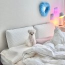 아이이어앱 | 강아지귀냄새 외이염 메디이어 귀건조기 Pro 사용후기