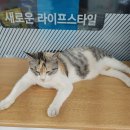 고양이 줍줍부터 현재까지 이미지