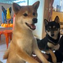 와글와글댕댕 이미지