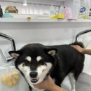 뽀송뽀송 강아지 미용실 이미지