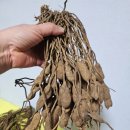 산삼보다 약성 좋은 자연산 천문동 천문동 효능 약성 야생천문동 천문동 복용법 면역역 강화 최고 감기 기침 천식 해소 폐렴 천문동 판 이미지
