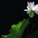 연화로 이미지