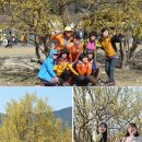 산수유꽃길로 이미지