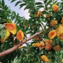 용천농원 이미지