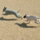 피피도그 이미지