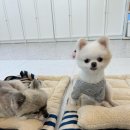 댕버드스쿨 이미지