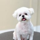 Grooming574 이미지