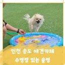 멍카페 - 울주군 솔밭3길 39 | 인천송도애견카페 솔멍, 수영장 주차 내돈내산 후기