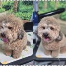 퍼피살롱 이미지