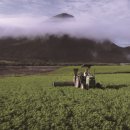 엘 농장 이미지