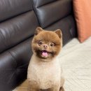 진심어린펫살롱
