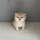 마마캐터리 이미지