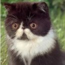 허갈닭강정 이미지