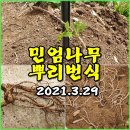 (텃밭) 가시없는 엄나무인 "민엄나무 뿌리번식"하기 이미지