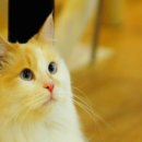 다락방고양이 이미지