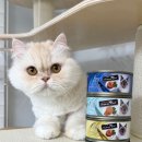 오션 캣 | 입맛 까다로운 보리도 반한 퍼시캣 파인다이닝 파테&amp;무스 후기