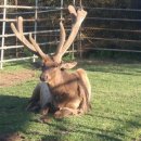 무학사슴농장 이미지