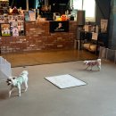 멍스 크로스 | 화성 실내 애견카페, 매트 깔린 강아지 운동장 뛰뛰하기