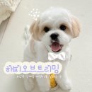 해피오브트리밍 이미지