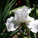 4월 18일의 꽃은 '아이리스(Iris)' 이미지
