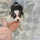 강아지분양 고양이분양 도그마루 무료 검단점 | 사랑스러운 강아지를 만나기 위한 인천강아지무료분양의 모든 것, 도그마루 무료 검단점