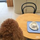 아이들, 강아지와 함께 가기 좋은 / 위례광장 티더커피하우스(Tthe Coffee House) / 반려동물 동반가능