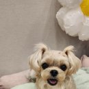 바로펫살롱 이미지