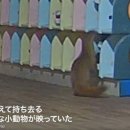 신발도둑 이미지