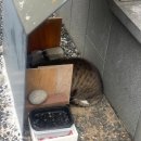 길순 | 좋은 카페 고양이가 있는 로우키 헤이그라운드점 방문 후기 (++입구를 지키는 고양이를 소개합니다!)