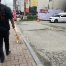 라뽀동물병원 이미지