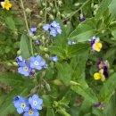 부귀 메타세쿼이아길 이미지