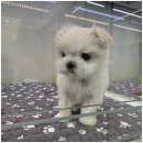 이편한도그 이미지