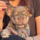 파이어독