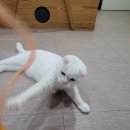 나르랑 이미지
