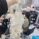 김화식 | 남양주 다산동 다산애견미용,남양주애견미용 디스타일 대형견 삽살개 전체 미용후기