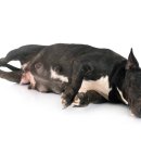 로얄도그앤캣메디컬센터 이미지