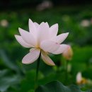 부산 기장 철마의 핀 아름다운 연꽃단지 이미지