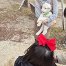 여주목장 | 경기도 여주 은아목장 주말방문 솔직후기