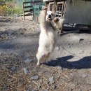 밤실흑염소농장 이미지