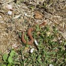 비암농장 이미지