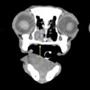 로얄동물암치료센터 이미지