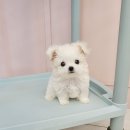 강아지분양 애견분양 꽃강아지 광진점 이미지