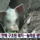 돼지두마리 이미지