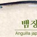 장어랑아나고 이미지
