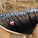 댕블리스 이미지